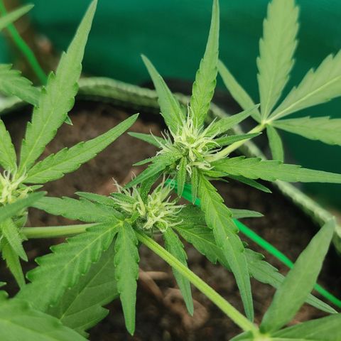 Blue Forest Berry growlog timeline photo