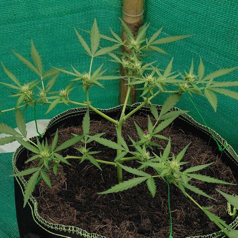 Blue Forest Berry growlog timeline photo