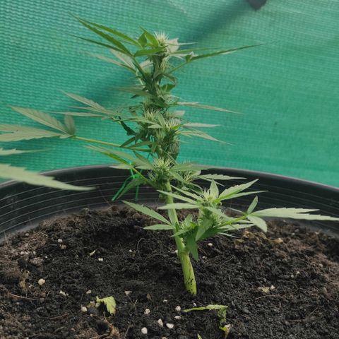 Monkey Glue growlog timeline photo