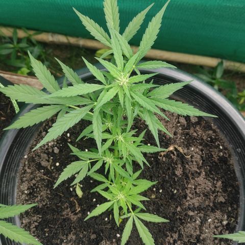 Monkey Glue growlog timeline photo