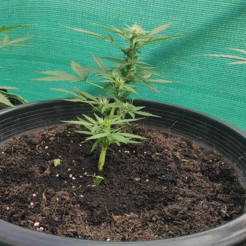 Monkey Glue growlog timeline photo
