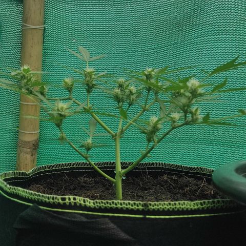 Blue Forest Berry growlog timeline photo
