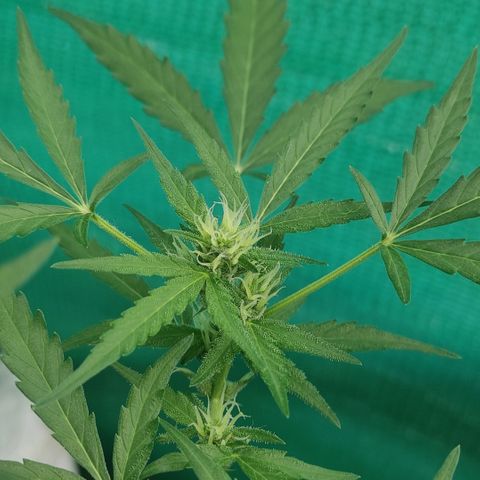 Blue Forest Berry growlog timeline photo
