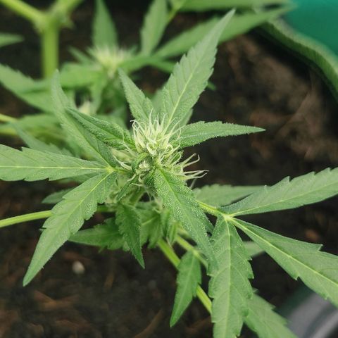Blue Forest Berry growlog timeline photo