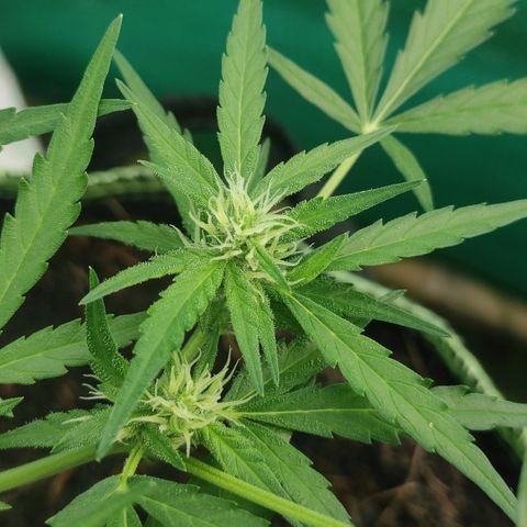 Blue Forest Berry growlog timeline photo