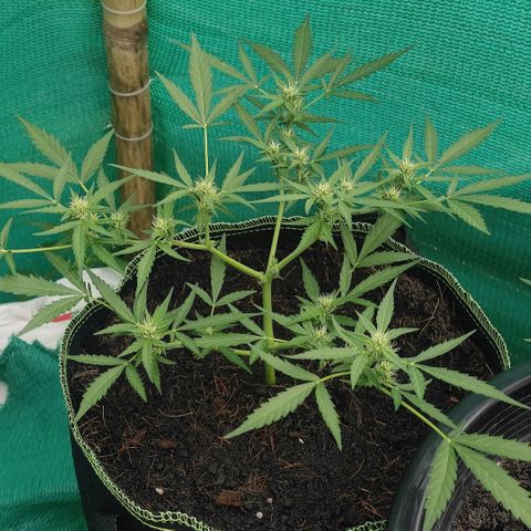 Blue Forest Berry growlog timeline photo