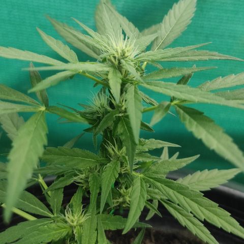 Monkey Glue growlog timeline photo