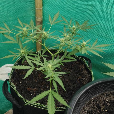 Blue Forest Berry growlog timeline photo