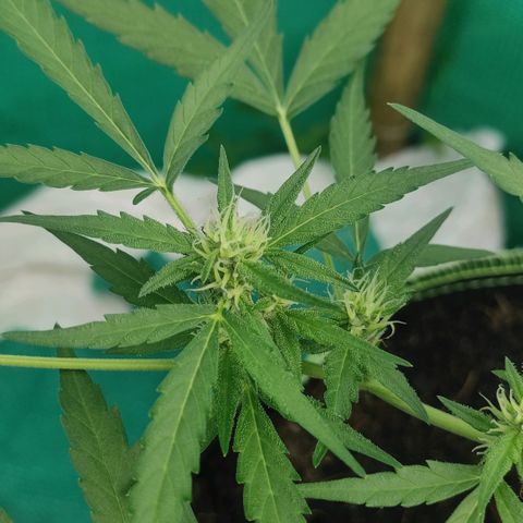 Blue Forest Berry growlog timeline photo