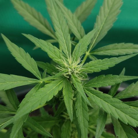 Monkey Glue growlog timeline photo