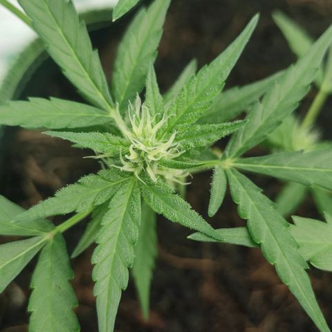 Blue Forest Berry growlog timeline photo