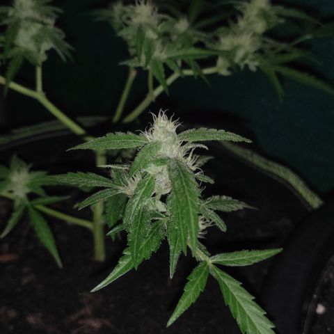 Blue Forest Berry growlog timeline photo
