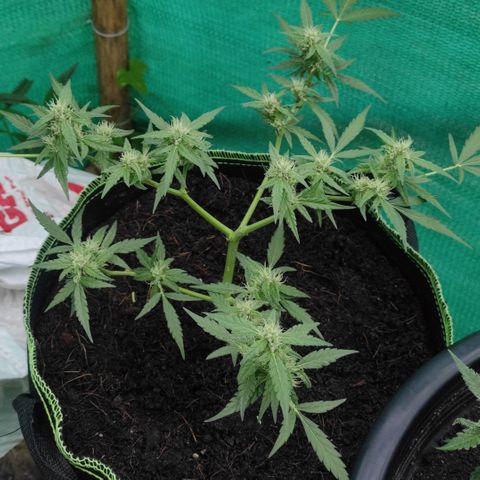Blue Forest Berry growlog timeline photo
