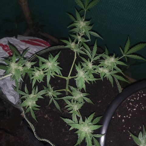 Blue Forest Berry growlog timeline photo
