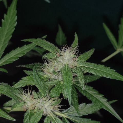 Blue Forest Berry growlog timeline photo
