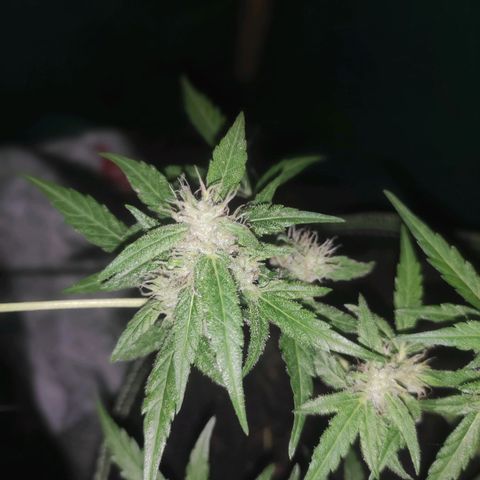 Blue Forest Berry growlog timeline photo