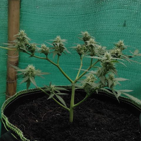 Blue Forest Berry growlog timeline photo