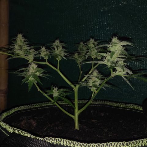 Blue Forest Berry growlog timeline photo