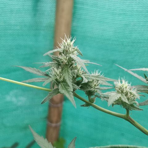 Blue Forest Berry growlog timeline photo
