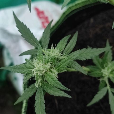Blue Forest Berry growlog timeline photo