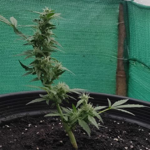 Monkey Glue growlog timeline photo