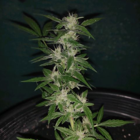 Monkey Glue growlog timeline photo