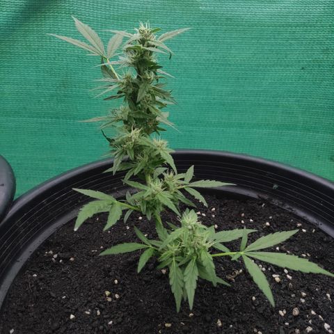 Monkey Glue growlog timeline photo