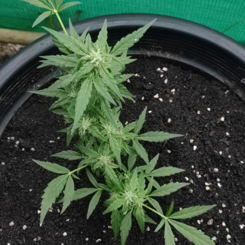 Monkey Glue growlog timeline photo