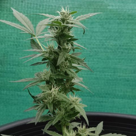 Monkey Glue growlog timeline photo