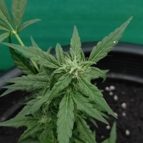 Monkey Glue growlog timeline photo