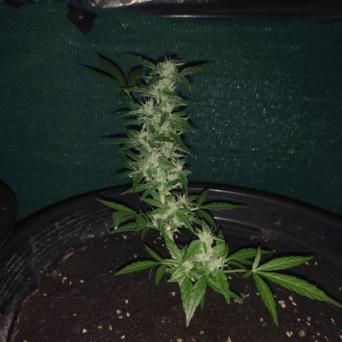 Monkey Glue growlog timeline photo