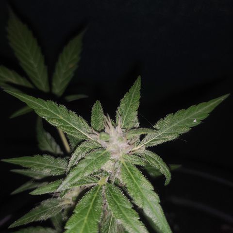 Monkey Glue growlog timeline photo