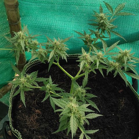 Blue Forest Berry growlog timeline photo