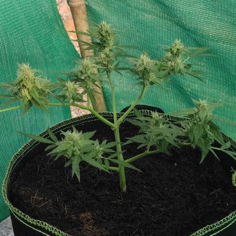 Blue Forest Berry growlog timeline photo