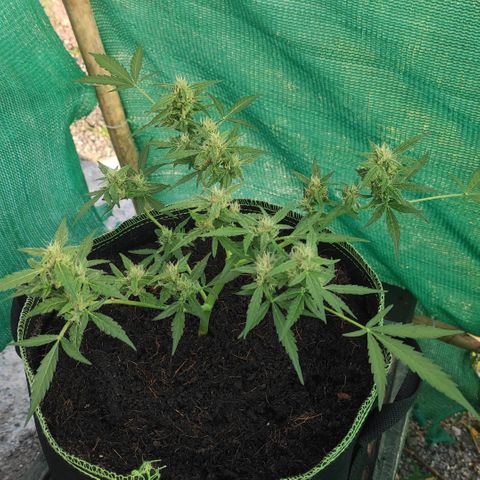 Blue Forest Berry growlog timeline photo