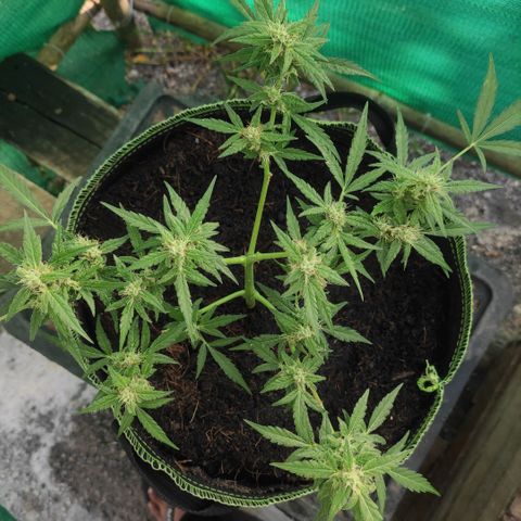 Blue Forest Berry growlog timeline photo
