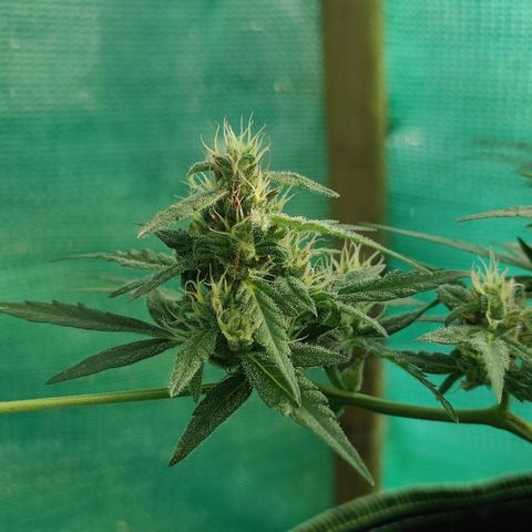 Blue Forest Berry growlog timeline photo