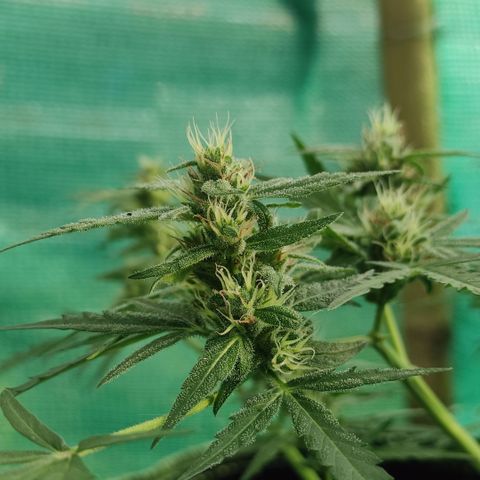 Blue Forest Berry growlog timeline photo