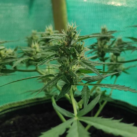 Blue Forest Berry growlog timeline photo
