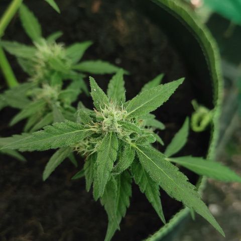 Blue Forest Berry growlog timeline photo