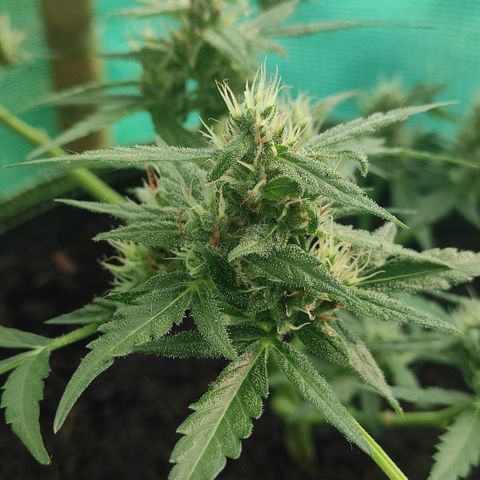 Blue Forest Berry growlog timeline photo