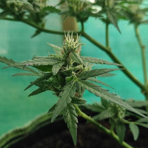 Blue Forest Berry growlog timeline photo