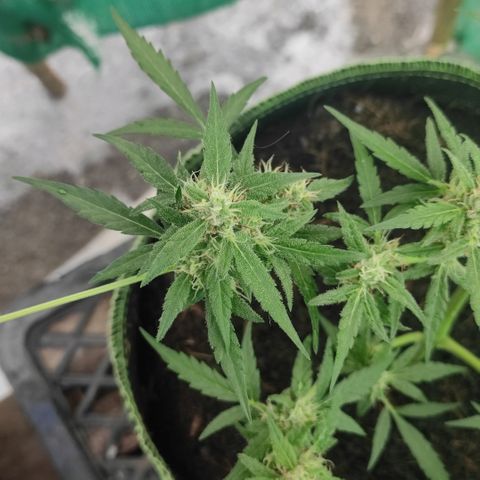 Blue Forest Berry growlog timeline photo