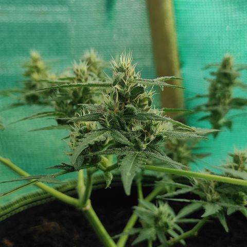 Blue Forest Berry growlog timeline photo