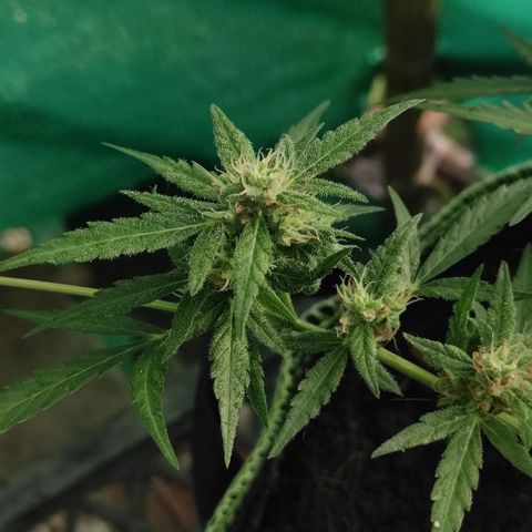 Blue Forest Berry growlog timeline photo