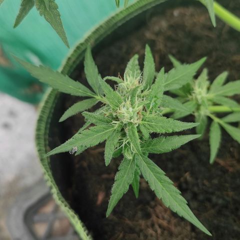 Blue Forest Berry growlog timeline photo