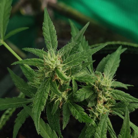 Blue Forest Berry growlog timeline photo