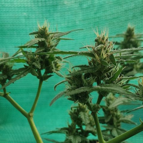 Blue Forest Berry growlog timeline photo