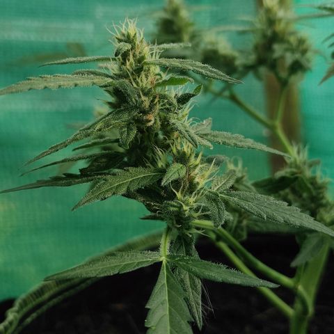 Blue Forest Berry growlog timeline photo