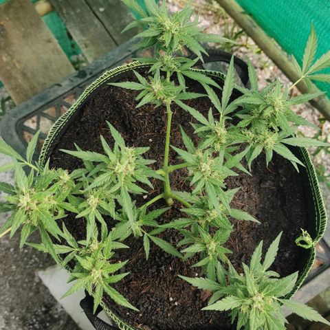 Blue Forest Berry growlog timeline photo